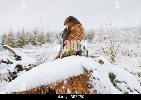 Sparrowhawk männlich (Accipiter Nisus) im Schnee mit Beute Stockfoto