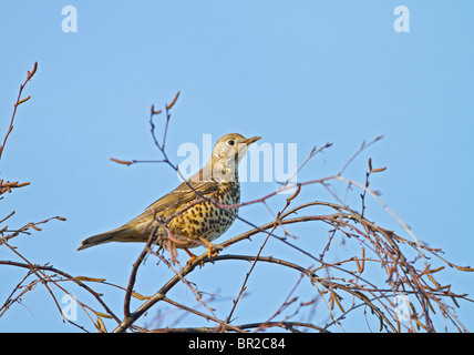 Misteldrossel Drossel (Turdus Viscivorus) in Baumkrone im Garten Stockfoto