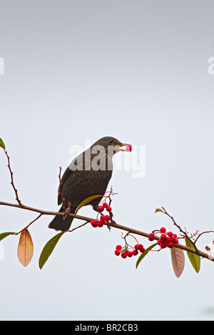 Amsel (Turdus Merula) Weibchen ernähren sich von Beeren Zwergmispel Stockfoto