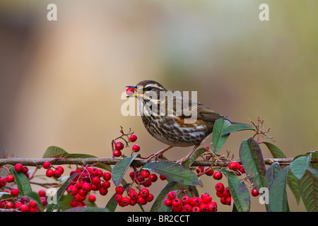 Rotdrossel (Tutdus Iliacus) Fütterung auf Zwergmispel Beeren Stockfoto