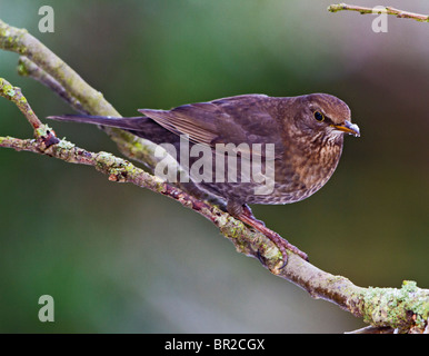 Amsel (Turdus Merula) weibliche im winter Stockfoto