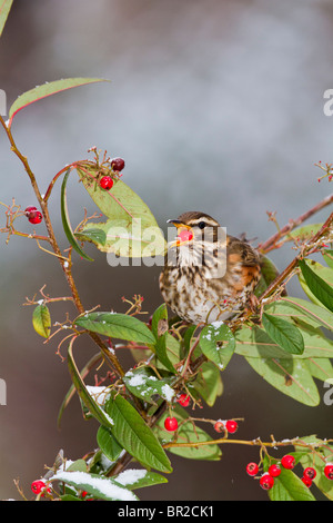 Rotdrossel (Tutdus Iliacus) Fütterung auf Zwergmispel Beeren Stockfoto