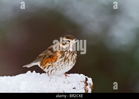 Rotdrossel (Tutdus Iliacus) im Schnee Stockfoto