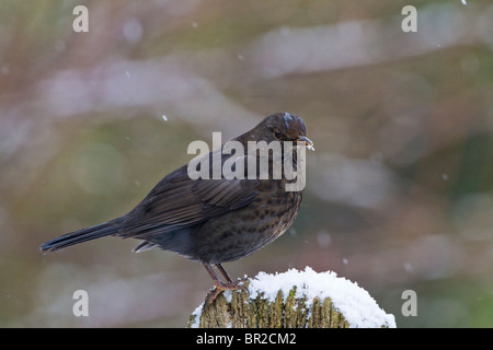 Amsel (Turdus Merula) weiblich auf Post in fallenden Schnee Stockfoto