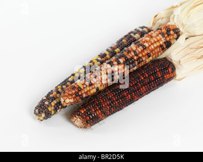 Indischer Mais isoliert auf weißem Hintergrund Stockfoto