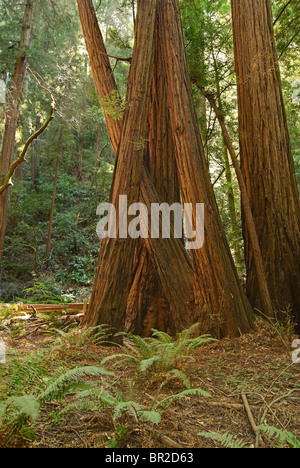 Redwood Forest von Muir Woods National Monument. Stockfoto