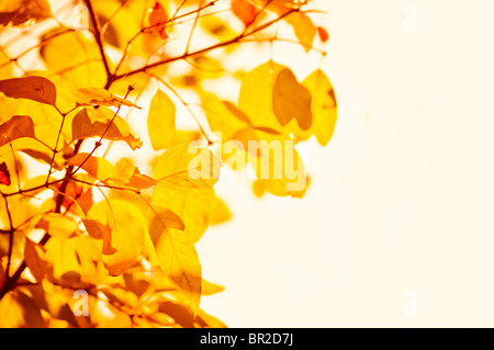 gelbes Herbstlaub, flachen Fokus Stockfoto