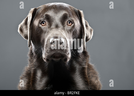 Wunderbares Porträt ein schöner Chocolate Labrador Rüde Stockfoto