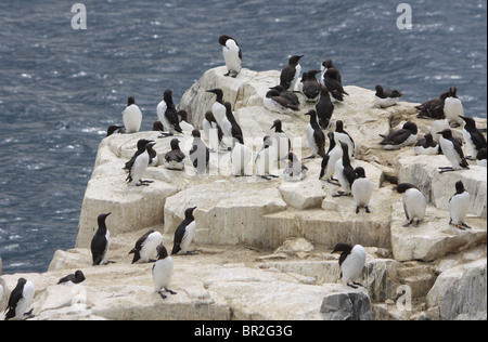 Kolonie der Trottellumme (Uria Aalge) auf den Farne Islands, Northumberland, UK. Stockfoto