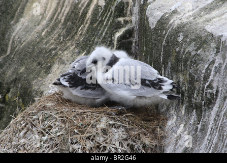 Verschachteln Küken Dreizehenmöwe (Rissa Tridactyla) auf den Farne Islands, Northumberland, England, UK. Stockfoto