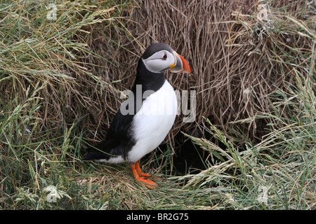 Papageitaucher (Fratercula Arctica) an der Mündung des seiner Burrow.  Fotografiert auf den Farne Islands, Northumberland, UK. Stockfoto