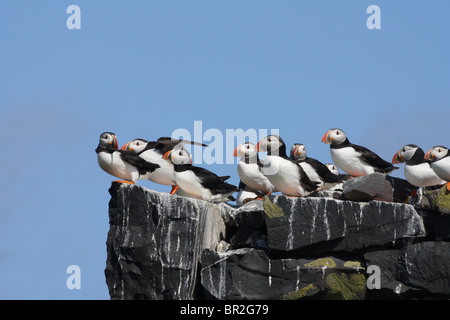 Papageitaucher (Fratercula Arctica) etwa, abzunehmen, mit anderen warten.  Farne Islands, Northumberland, UK. Stockfoto