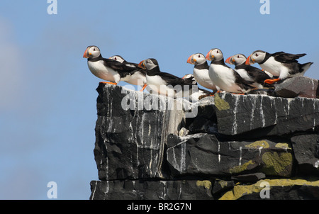 Papageitaucher (Fratercula Arctica) auf einem Felsvorsprung.  Fotografiert auf den Farne Islands, Northumberland, UK. Stockfoto