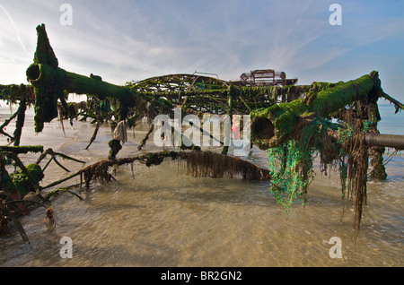 Die Algen bedeckt Karkasse des baufälligen Pier West, Brighton, East Sussex, England Stockfoto