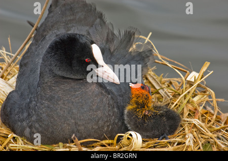 Blässhuhn (Fulica Atra) ein Blässhuhn Küken auf ein Nest bei der Fütterung. Stockfoto