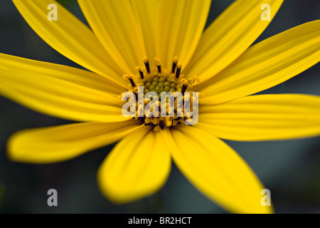 Topinambur Helianthus Tuberosus Blume in Nahaufnahme Stockfoto