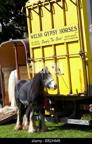 Gypsy Horse Fair Horsmonden Stockfoto