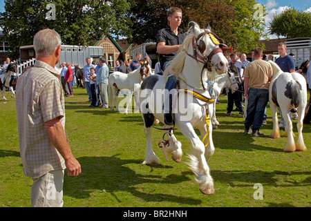 Gypsy Horse Fair Horsmonden Stockfoto