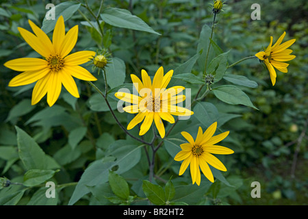 Topinambur Helianthus Tuberosus Blumen in Nahaufnahme Stockfoto