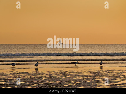 Sonnenuntergang am Brighton Beach Lat Ebbe, Brighton & Hove, East Sussex, England Stockfoto