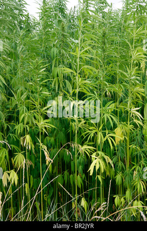 Ernte von Cannabispflanzen in Bereichen Stockfoto