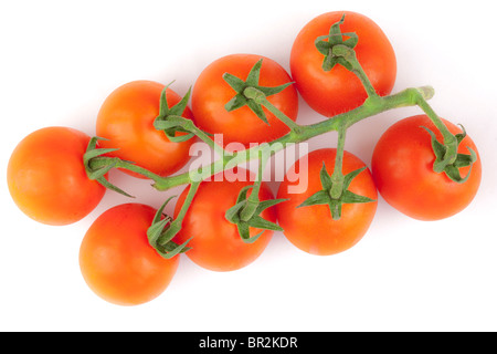 Tomaten am Rebstock Stockfoto