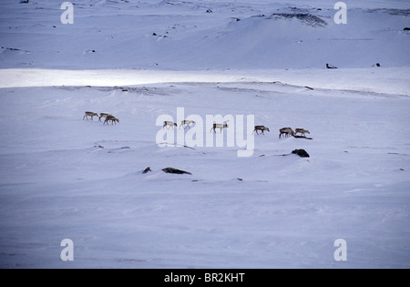 Rentiere auf Saltfjell Berg, Norwegen Stockfoto