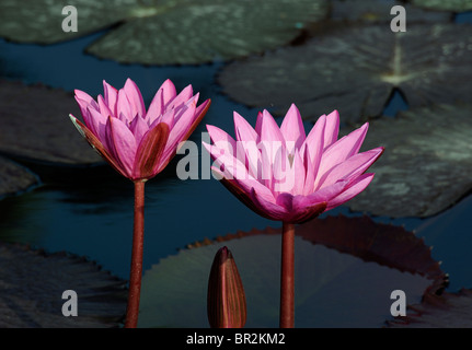 Rosa Lilien in einem Teich Wasser Stockfoto