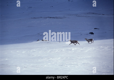 Rentiere auf Saltfjell Berg, Norwegen Stockfoto