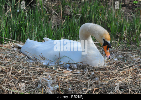 Höckerschwan auf dem nest Stockfoto