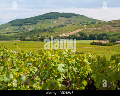 Blick auf das Weinbaugebiet am Mont Brouilly in Beaujolais, Frankreich Stockfoto