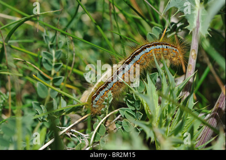 Boden Lakai Motte (Malacosoma Castrensis - Malacosoma enthält) - Raupe auf einer Wiese - Cevennen - Frankreich Stockfoto