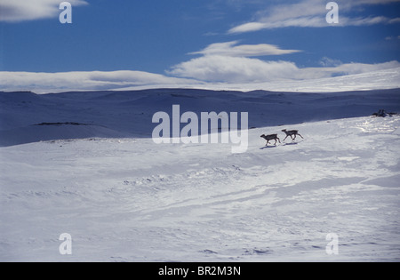 Rentiere auf Saltfjell Berg, Norwegen Stockfoto