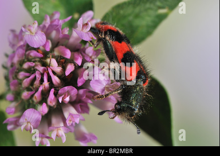 Biene-Käfer - karierte Käfer (Trichodes Apiarius) auf Blume - Vaucluse - Provence - Frankreich Stockfoto