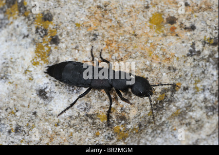 Des Teufels Trainer Pferd Käfer (Ocypus Olens - Staphylinus Olens) zu Fuß auf Felsen im Sommer - Vaucluse - Provence - Frankreich Stockfoto