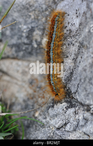 Boden-Lakai-Motte (Malacosoma Castrensis - Malacosoma enthält) Raupe auf einem Felsen - Cevennen - Frankreich Stockfoto