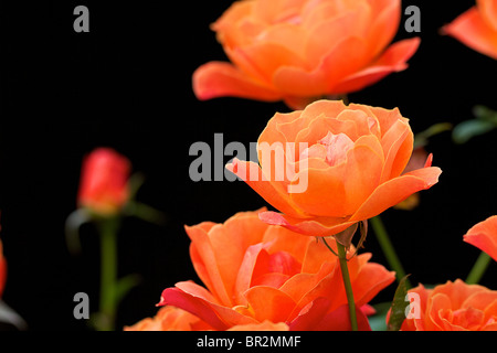 Schöne farbige orange Rosen in Nahaufnahme vor dunklem Hintergrund Stockfoto
