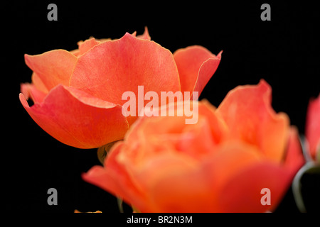 Schöne farbige orange Rosen in Nahaufnahme vor dunklem Hintergrund Stockfoto