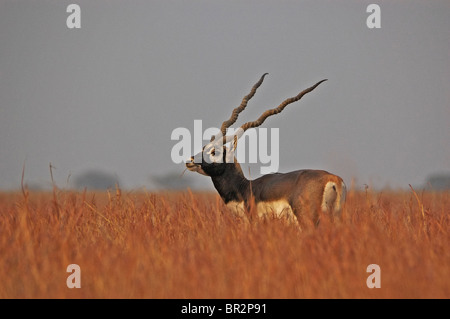 Männliche Blackbuck Fütterung in die Wiese im Velavadar National Park / Blackbuck-Nationalpark in Gujarat, Indien Stockfoto