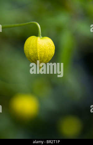 Clematis Orientalis "Bill MacKenzie" Stockfoto