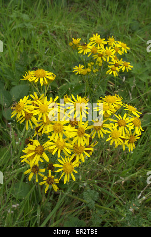 Nahaufnahme des gemeinsamen Kreuzkraut (Senecio Jacobaea) in Blüte. Eine native Blume des Vereinigten Königreichs Stockfoto