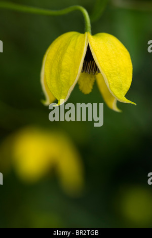 Clematis Orientalis "Bill MacKenzie" Stockfoto