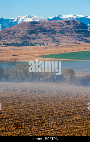 Ackerland in Bergville am Fuße der Drakensberge Mountain, Südafrika Stockfoto