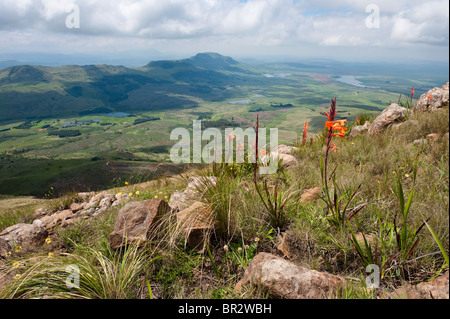 Einweihung Melbourne, Melbourne Pillansii, Libanon-Gebirge, Hochmoor Naturschutzgebiet, uKhahlamba Drakensberg Park, Südafrika Stockfoto