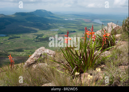 Einweihung Melbourne, Melbourne Pillansii, Libanon-Gebirge, Hochmoor Naturschutzgebiet, uKhahlamba Drakensberg Park, Südafrika Stockfoto