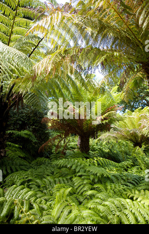 Tropical Klostergarten, Tresco, Isles of Scilly Stockfoto