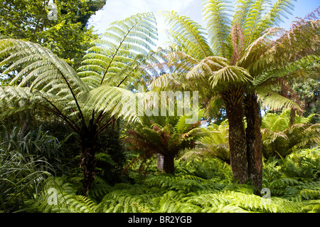 Tropical Klostergarten, Tresco, Isles of Scilly Stockfoto