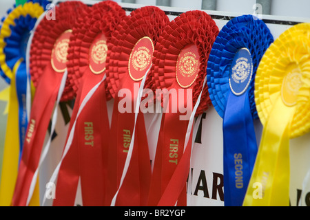 Rosetten Forna Preis gewinnende Schafe in The Stithians Agricultural Show, Cornwall. Stockfoto