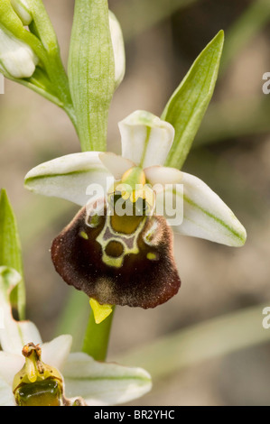 Biene Orchidee (Ophrys Apifera), Blume, Schweiz, Schweizer Jura, Neuenburger See Stockfoto