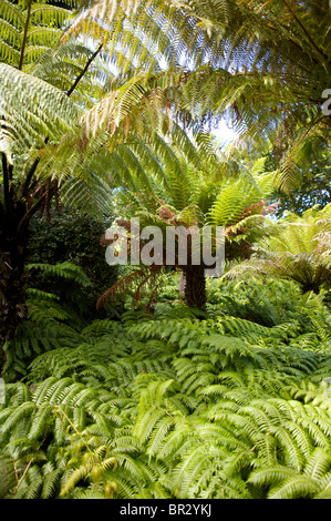 Tropical Klostergarten, Tresco, Isles of Scilly Stockfoto